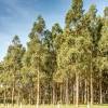 Shining Gum Eucalyptus tree