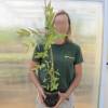 Shining Gum Eucalyptus tree