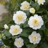 Japanese Camellia 'Brushfields Yellow'