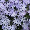 Creeping Phlox, Moss Phlox Blue