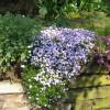 Creeping Phlox, Moss Phlox Blue