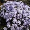 Creeping Phlox, Moss Phlox Blue