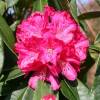 Rhododendron pink, 'Fenbeyum'