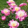 Peony 'Bowl of Beauty'