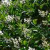 Privet, Japanese