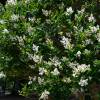 Privet, Japanese