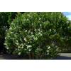 Privet, Japanese