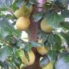 Plum-Apricot 'Aprimira'
