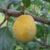 Plum-Apricot 'Aprimira'