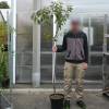 Plum-Apricot 'Aprimira'