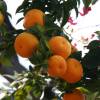 Chinotto, Myrtle-leaved Orange Tree