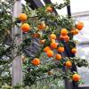 Chinotto, Myrtle-leaved Orange Tree