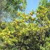 Chinotto, Myrtle-leaved Orange Tree