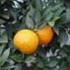 Chinotto, Myrtle-leaved Orange Tree