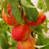 Self-fertile dwarf Nectarine