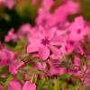 Creeping Phlox, Moss Phlox Red