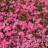 Creeping Phlox, Moss Phlox Red