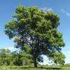 Ash, Narrow-leaved