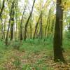 Ash, Narrow-leaved