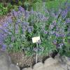 Common Sage