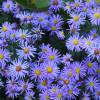 Bushy Aster, Blue
