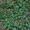 Partridge Berry, Squaw vine