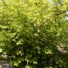 Jacktree