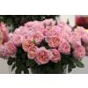 Rose 'Princesse Charlne de Monaco'