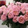 Rose 'Princesse Charlne de Monaco'