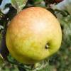 Apple tree 'Guillevic'