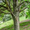 Oak, Canary Algerian