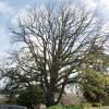 Oak, Canary Algerian