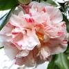 Bicolour Japanese Camellia