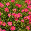Rock Rose, Pink
