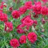 Rock Rose, Red