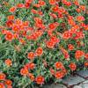 Rock Rose, Orange