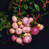 Prickly Heath with pink berries