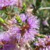 Slender Honey-Myrtle