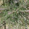 Slender Honey-Myrtle