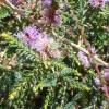 Slender Honey-Myrtle