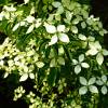 Dogwood, Hong Kong