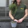 Rosemary on stem
