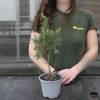 Rosemary, Creeping  on Stem
