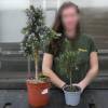 Rosemary, Creeping  on Stem