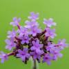 Vervain, Argentinian