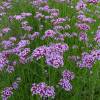 Vervain, Argentinian