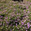 Ice plant, Pink Carpet