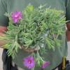 Ice plant, Pink Carpet