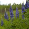 Lupin, Blue