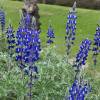 Lupin, Blue